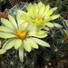 DSC00684Mammillaria sphaerica