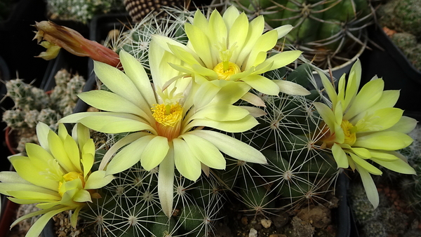 DSC00684Mammillaria sphaerica