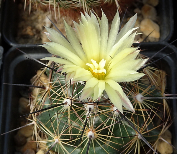 DSC00686Coryphantha nickelsiae