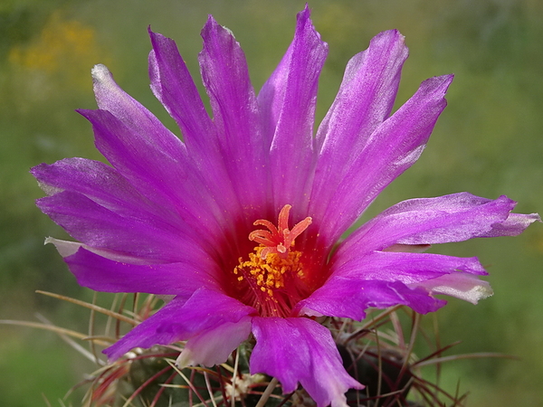 DSC00687Thelocactus bicolor