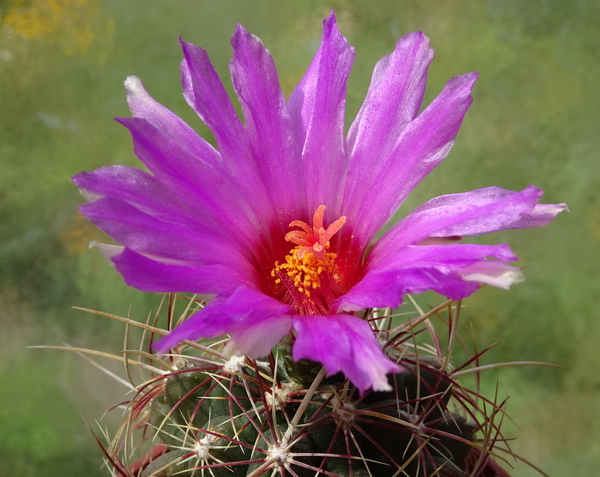 DSC00688Thelocactus bicolor