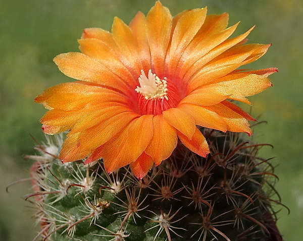 DSC00689Parodia rubellihamata P253