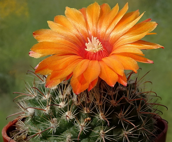 DSC00691Parodia rubellihamata P253