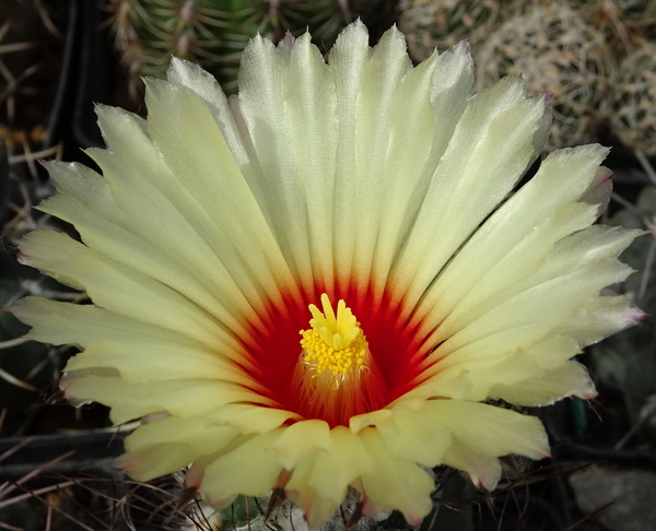 DSC00692Astrophytum capricorne