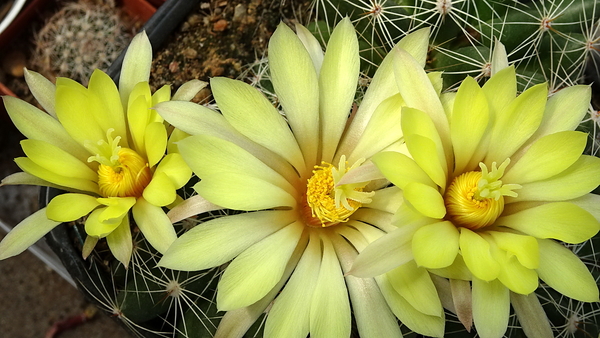 DSC00694Mammillaria sphaerica