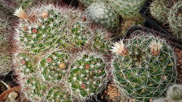 DSC00697Mammillaria marcosii