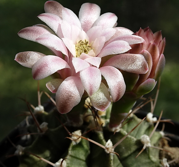 DSC00743Gymnocalycium friedrichii v. moserianum