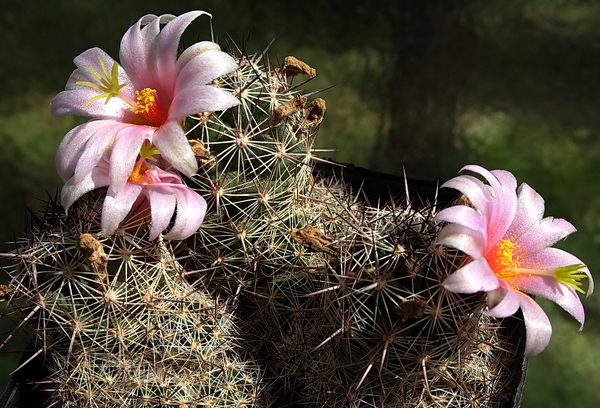 DSC00744Mammillaria sheldonii