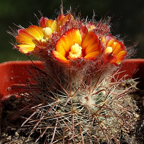 DSC00748Parodia cachiana ME88