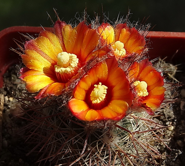 DSC00749Parodia cachiana ME88