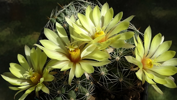 DSC00746Mammillaria sphaerica