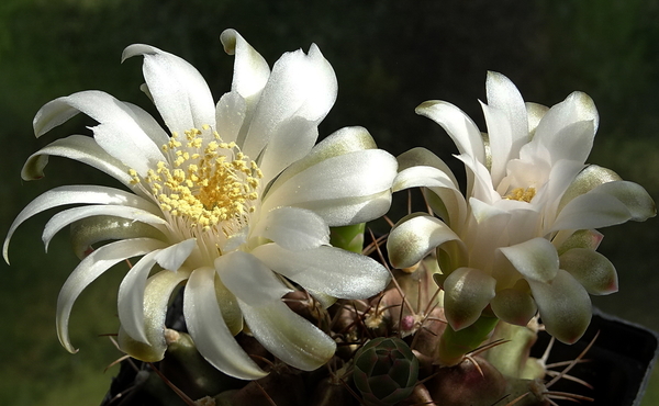 DSC00750Gymnocalycium anisitsi