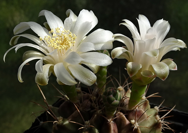 DSC00751Gymnocalycium anisitsi