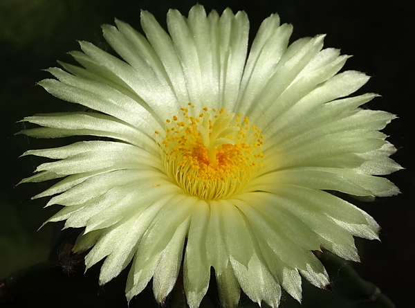 DSC00752Astrophytum myriostigma f. nudum