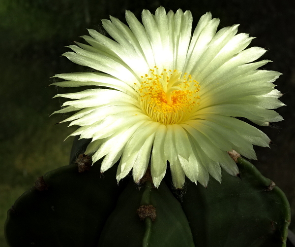 DSC00753Astrophytum myriostigma f. nudum