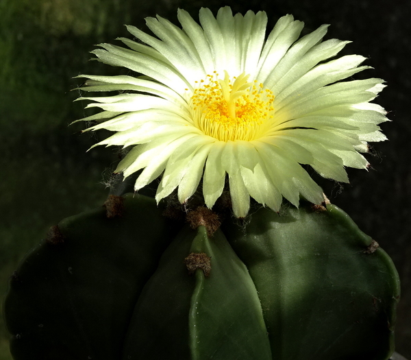 DSC00754Astrophytum myriostigma f. nudum