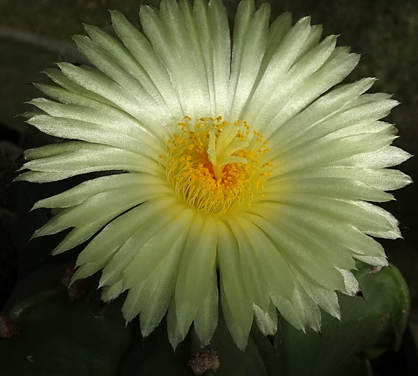 DSC00755Astrophytum myriostigma f. nudum