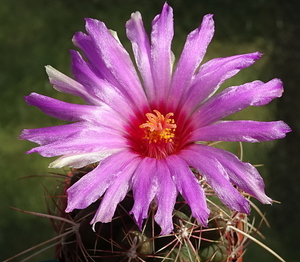 DSC00756Thelocactus bicolor