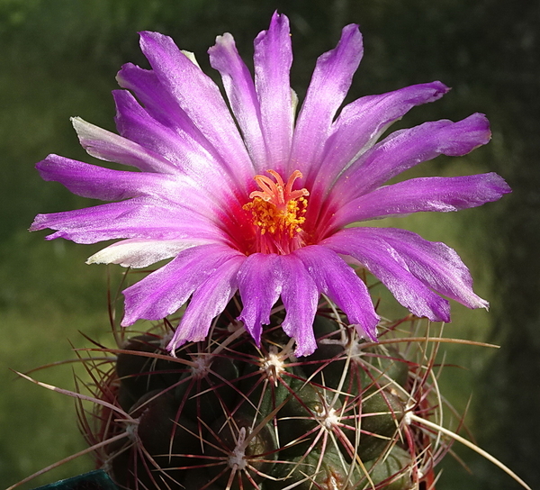 DSC00757Thelocactus bicolor