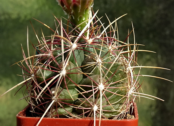 DSC00758Thelocactus bicolor