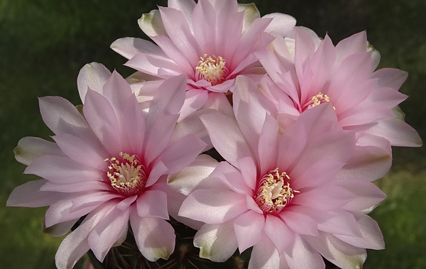 DSC00759Gymnocalycium lepidum