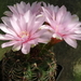 DSC00761Gymnocalycium lepidum