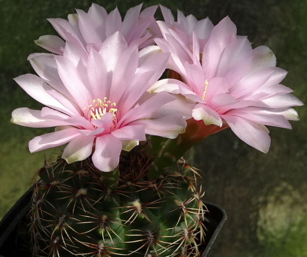 DSC00761Gymnocalycium lepidum