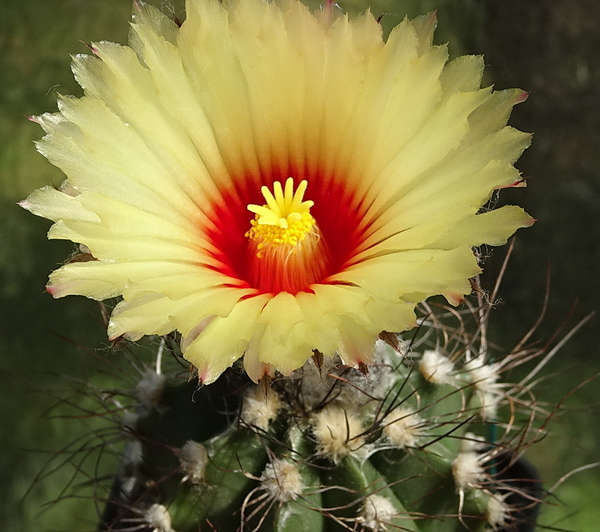 DSC00764Astrophytum capricorne