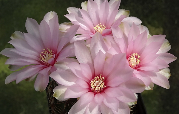 DSC00762Gymnocalycium lepidum