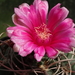 DSC00766Gymnocalycium carminanthum