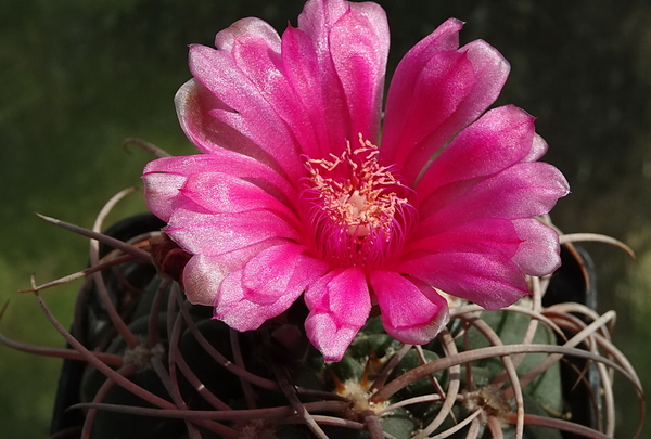 DSC00766Gymnocalycium carminanthum