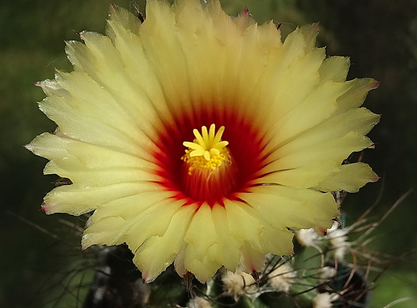 DSC00765Astrophytum capricorne