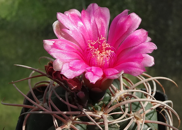 DSC00767Gymnocalycium carminanthum