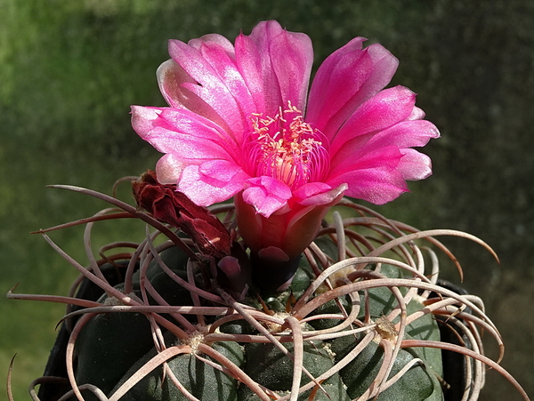 DSC00768Gymnocalycium carminanthum