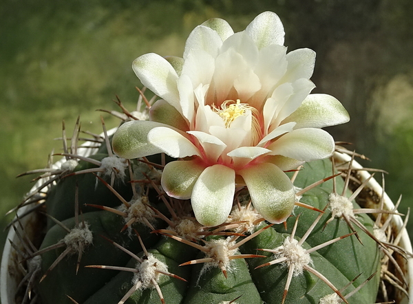 DSC00770Gymnocalycium nigriareolatum