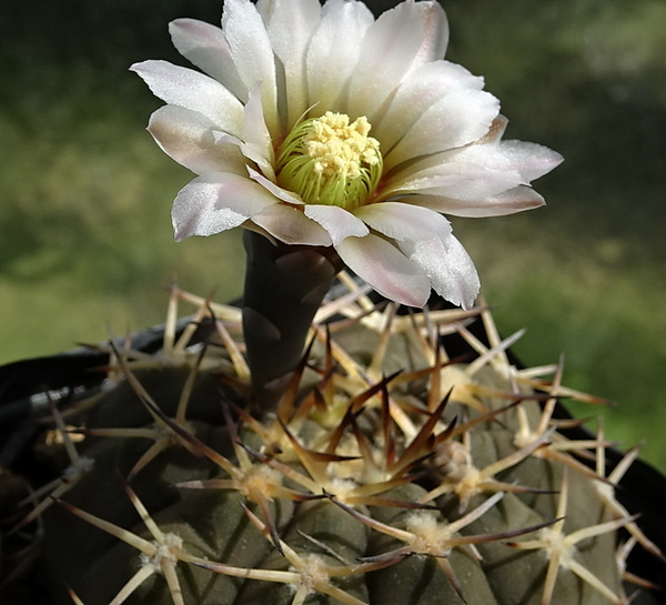 DSC00778Gymnocalycium kozelskianum