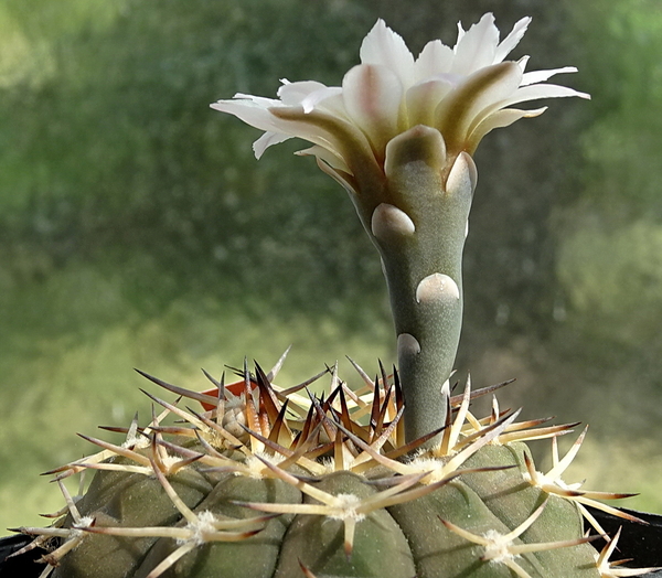 DSC00777Gymnocalycium kozelskianum