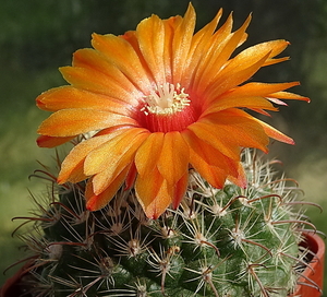 DSC00779Parodia rubellihamata P253