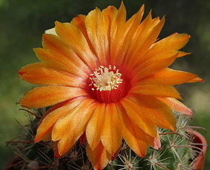 DSC00780Parodia rubellihamata P253