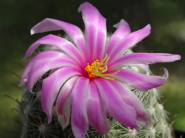 DSC00781Mammillaria boolii