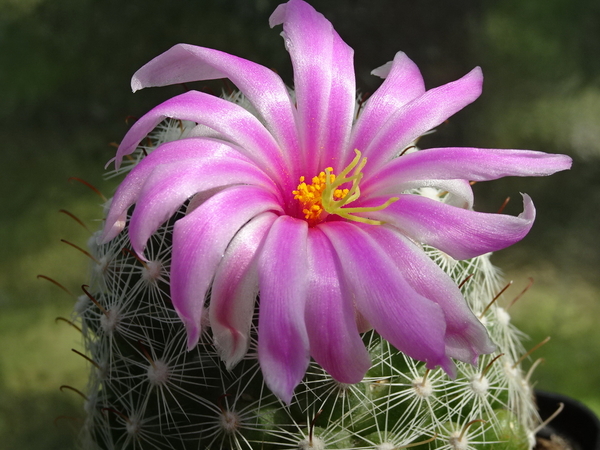 DSC00782Mammillaria boolii