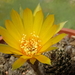 DSC00795Lobivia arachnacantha