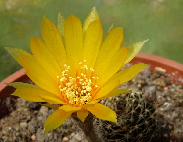 DSC00795Lobivia arachnacantha