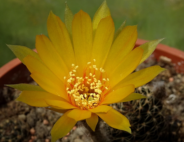 DSC00796Lobivia arachnacantha