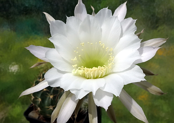 DSC00797Echinopsis ancistrophora