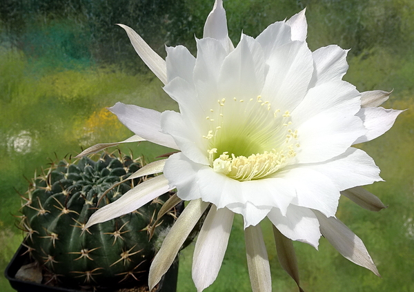 DSC00798Echinopsis ancistrophora