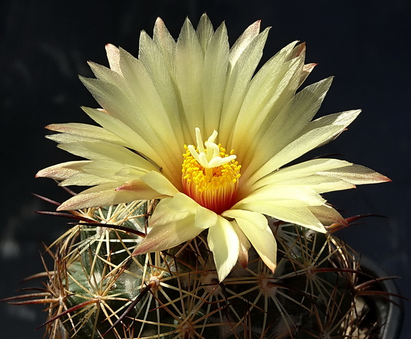 DSC00868Coryphantha sulcolanata