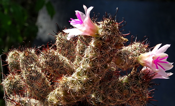 DSC00867Mammillaria thornberi ssp. yaquensis