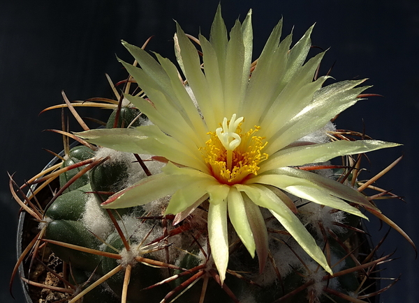 DSC00869Coryphantha sulcolanata