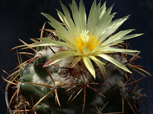 DSC00870Coryphantha sulcolanata